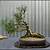 bonsai tree care indoor