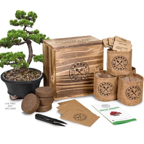 Growing Bonsai Trees Made Easy With A Bonsai Tree Growing Kit
