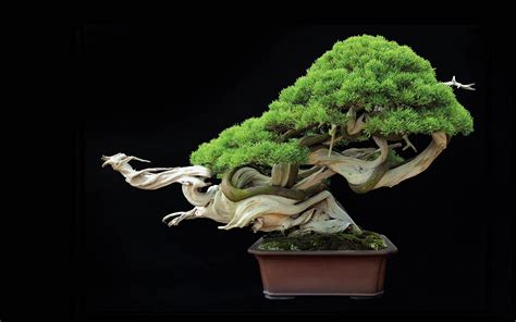 Bonsai Tree Wallpaper: Bringing Nature To Your Device