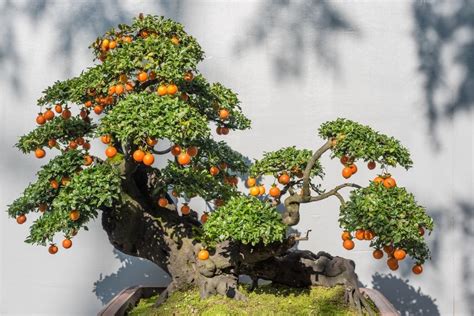Bonsai Tree With Fruit: Adding A Unique Twist To Your Bonsai Collection