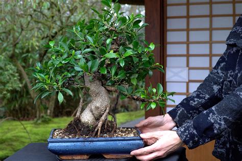 Bonsai A Ficus
