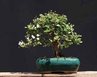 Bonsai Arrayan Cuidados
