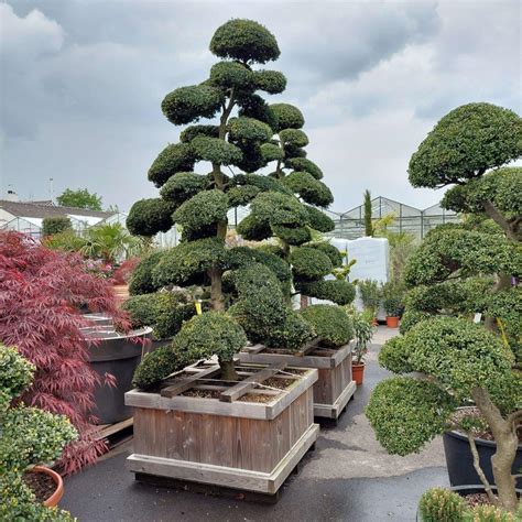 Bonsai Boom Voortuin