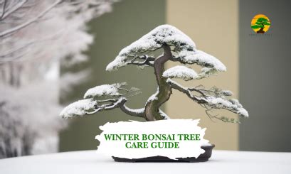 Bonsai Care Winter