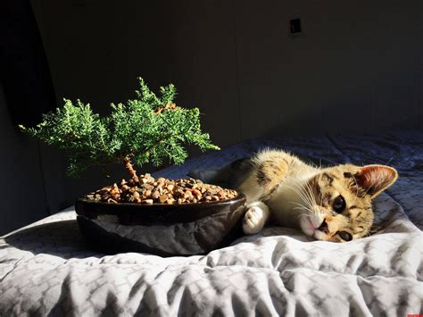 bonsai cat pictures