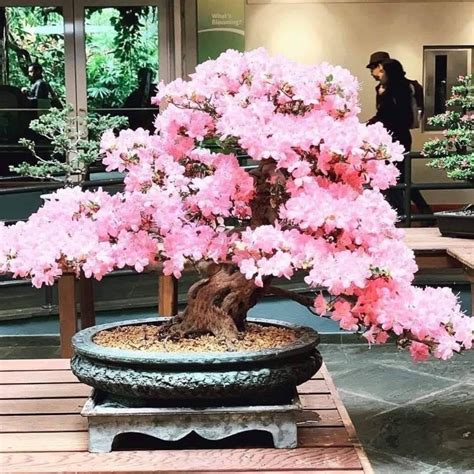 bonsai cherry blossom trees