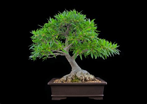 Bonsai Classes Central Coast