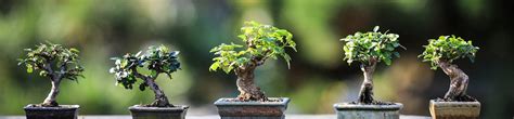 Bonsai Contact