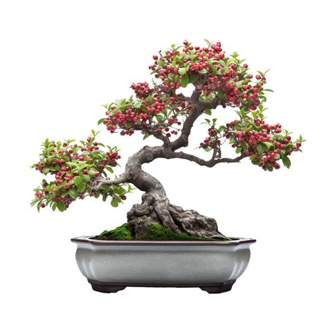 Bonsai Cotoneaster Cuidados