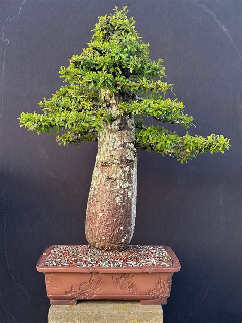Bonsai Elephant Tree