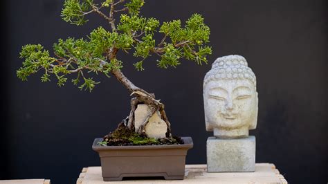 Bonsai Enthusiast