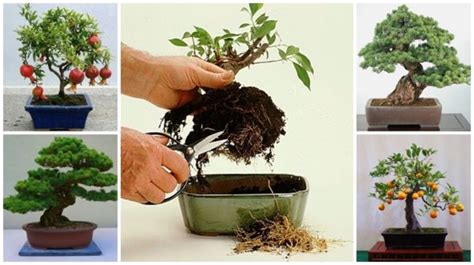 Bonsai Facil De Cuidar