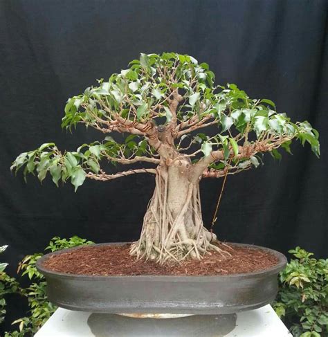 Jual Bonsai Ficus Benjamina Di Lapak Indobonsai Nursery | Bukalapak