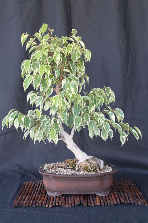 Bonsai Ficus Cat