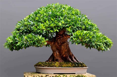 Bonsai Ficus Cuidados Interior