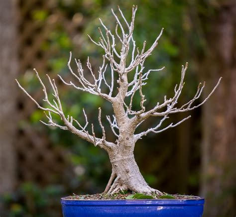 Bonsai Ficus Defoliation
