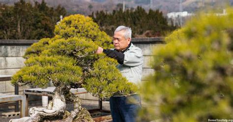 Bonsai Flowers Falling Off