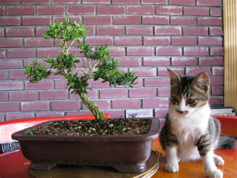 Bonsai For Cat