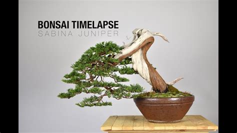 Bonsai Growing Time Lapse