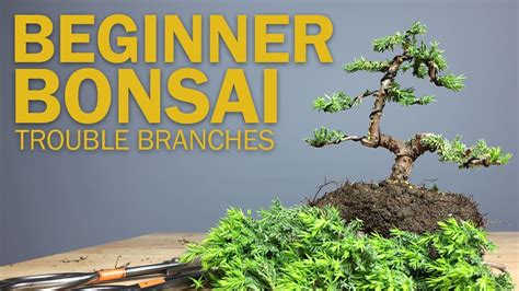 Bonsai How To Get Lower Branches