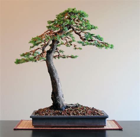 Bonsai In Canada