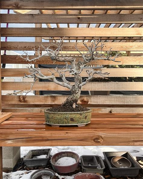 Bonsai In Denver
