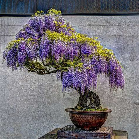 Bonsai Jacaranda Blue
