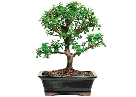 bonsai jade