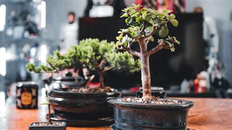 Bonsai Jade Como Cuidar