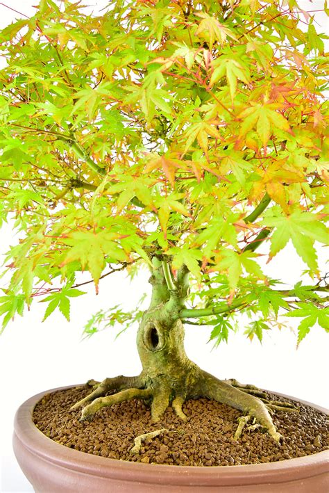 bonsai japanese maple from cutting