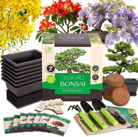 Bonsai Kit Best
