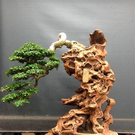 50 Spectacular and Meticulous Bonsai Trees That Will Mesmerize You Pi