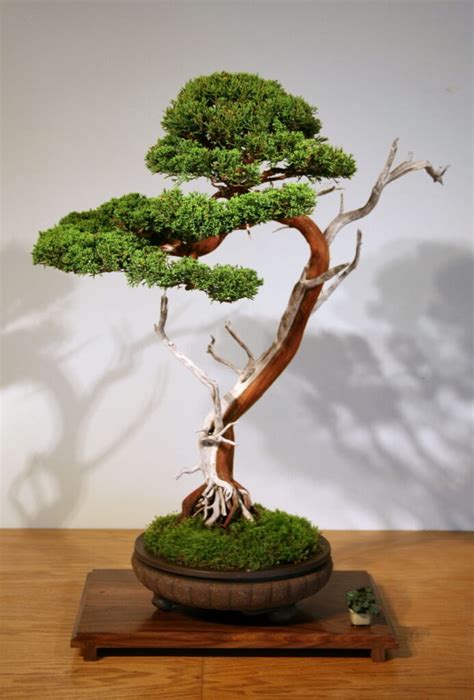 bonsai online bestellen