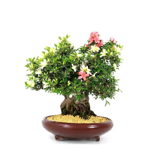 bonsai online shop