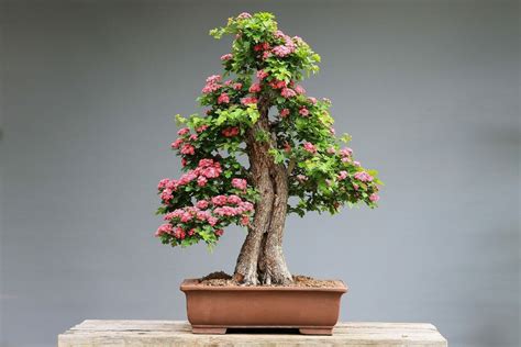 bonsai plant near me price