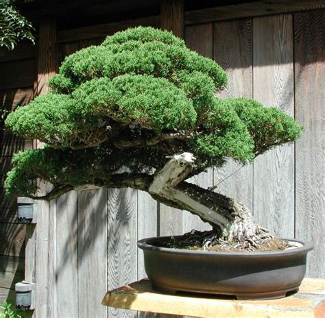 bonsai plants for beginners