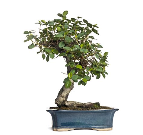 bonsai plants indoor