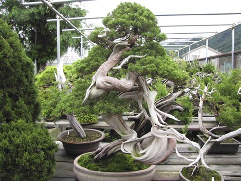 bonsai plants nursery near me reviews