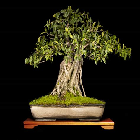Bonsai Precio Cali