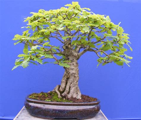 Bonsai Quercia