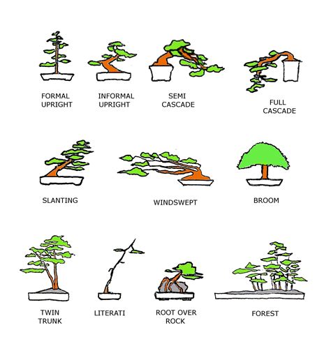 Bonsai Tree Age Chart