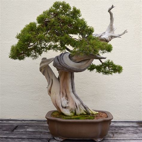 Bonsai Tree Art Installation
