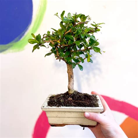Bonsai Tree Bristol