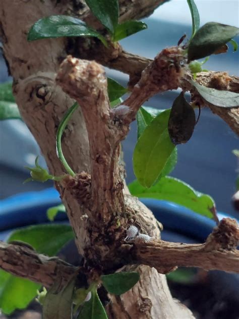 Bonsai Tree Bugs White
