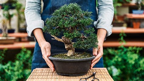 bonsai tree care pots
