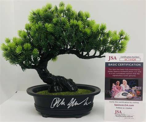Cobra Kai / Miyagi Do Edition Juniper Bonsai Etsy