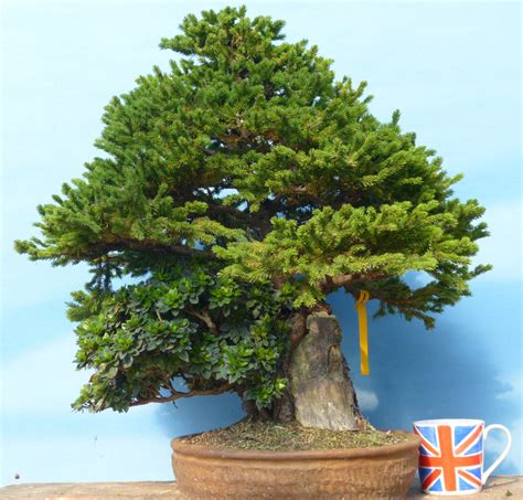 bonsai tree delivery