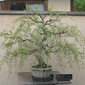 Bonsai Tree Dragon Willow