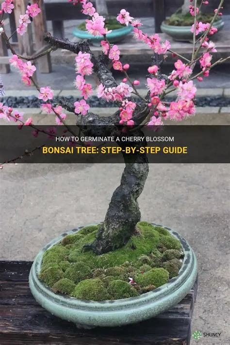 Bonsai Tree Germination