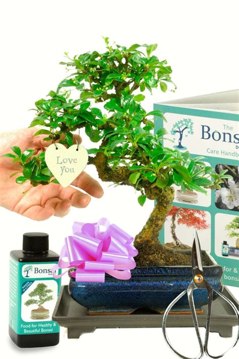 bonsai tree gift delivery